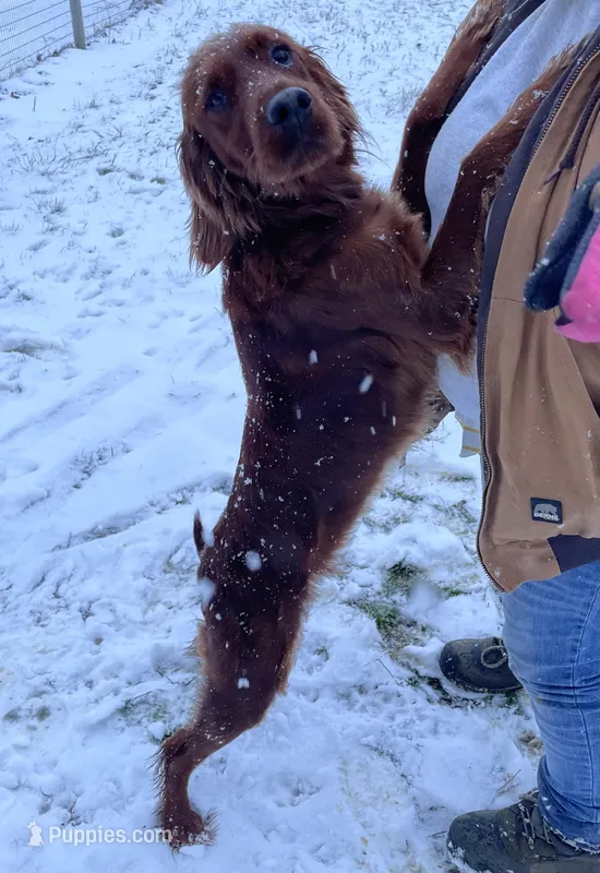 Flo, a female Irish Setter for sale in Claypool, IN – Photo 1 of 5
