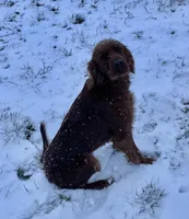 Flo, a female Irish Setter for sale in Claypool, IN – Photo 3 of 5