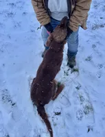 Flo, a female Irish Setter for sale in Claypool, IN – Photo 4 of 5