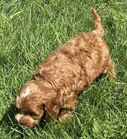 Koda, a male Cavapoo for sale in Claypool, IN – 3 of 9