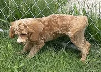 Pretty Boy, a male Bichon Frise and Cavapoo for sale in Claypool, IN – 7 of 7