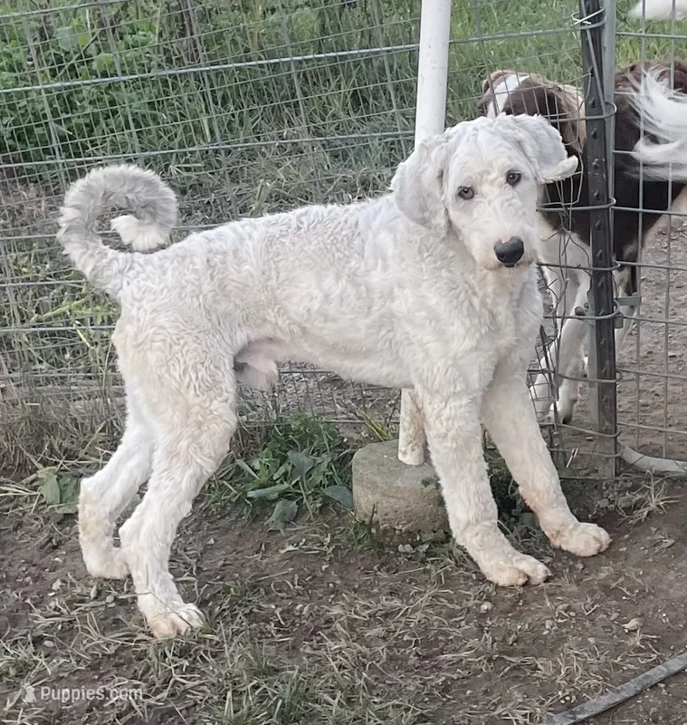 Blue – Sheepadoodle puppy for sale in Claypool, IN