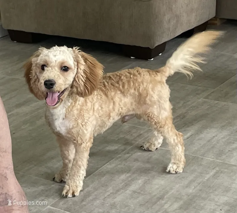Bo  – Bichon Frise, Cavapoo puppy for sale in Claypool, IN