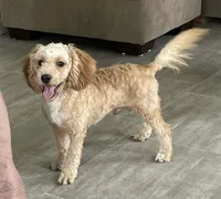 Bo , a male Bichon Frise and Cavapoo for sale in Claypool, IN – 1 of 7