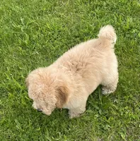 Bo , a male Bichon Frise and Cavapoo for sale in Claypool, IN – 5 of 7
