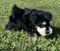 Endora, a female Miniature Schnauzer for sale in Claypool, IN – 2 of 6
