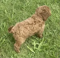 Marta , a female Cavapoo for sale in Claypool, IN – 4 of 6