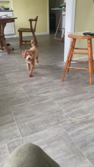 Frankie, a male Bichon Frise and Cavapoo for sale in Claypool, IN – 7 of 7