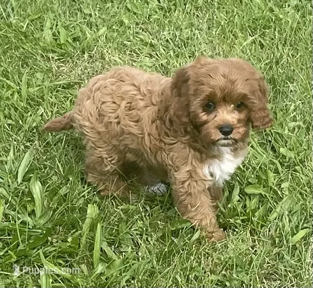 Marta  – Cavapoo puppy for sale in Claypool, IN