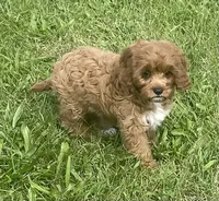Marta , a female Cavapoo for sale in Claypool, IN – 1 of 6