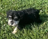 Samantha, a female Miniature Schnauzer for sale in Claypool, IN – 6 of 6