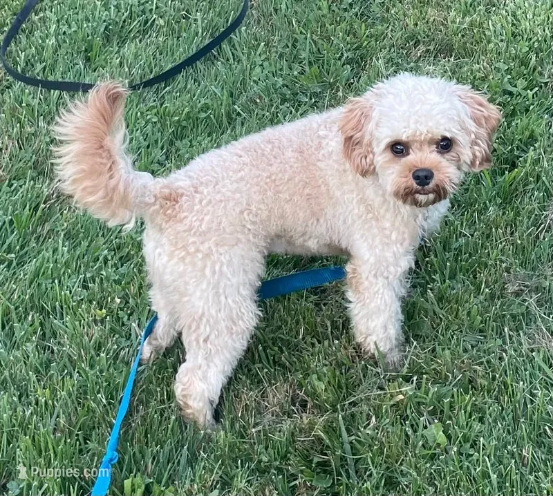 Mr. Happy- Neutered – Cavapoo puppy for sale in Claypool, IN