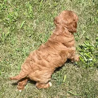 Marta , a female Cavapoo for sale in Claypool, IN – 7 of 8