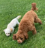 Mille, a female Cavapoo for sale in Claypool, IN – 3 of 6