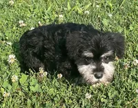 Samantha, a female Miniature Schnauzer for sale in Claypool, IN – 5 of 6