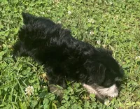 Louise, a female Miniature Schnauzer for sale in Claypool, IN – 5 of 6
