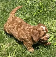Koda, a male Cavapoo for sale in Claypool, IN – 2 of 9