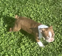 Morgan, a female Boston Terrier for sale in Claypool, IN – 6 of 8