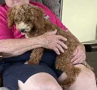 Pretty Boy, a male Bichon Frise and Cavapoo for sale in Claypool, IN – 4 of 8