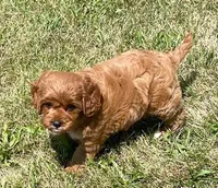 Marta , a female Cavapoo for sale in Claypool, IN – 4 of 8