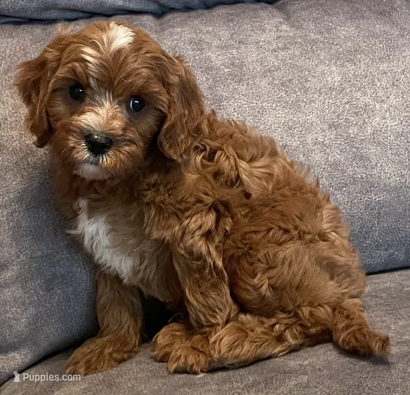 Koda – Cavapoo puppy for sale in Claypool, IN