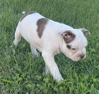 Cory, a male Boston Terrier for sale in Claypool, IN – 6 of 6
