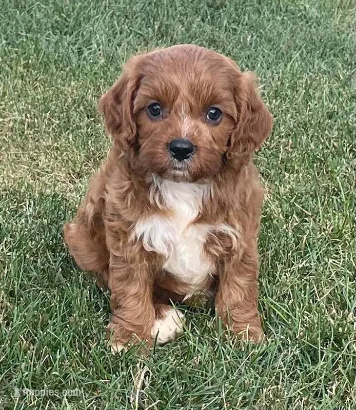 Etta – Cavapoo puppy for sale in Claypool, IN