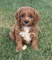 Etta, a female Cavapoo for sale in Claypool, IN – 1 of 8