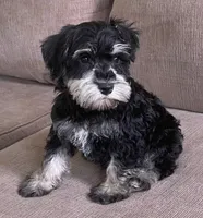 Larry , a male Miniature Schnauzer for sale in Claypool, IN – 7 of 9