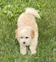 June, a female Bichon Frise and Cavapoo for sale in Claypool, IN – 3 of 7