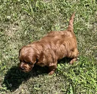 Tara, a female Cavapoo for sale in Claypool, IN – 4 of 8