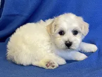 Danny, a male Havachon for sale in Claypool, IN – 4 of 5