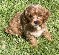 Ezra, a male Cavapoo for sale in Claypool, IN – 2 of 7