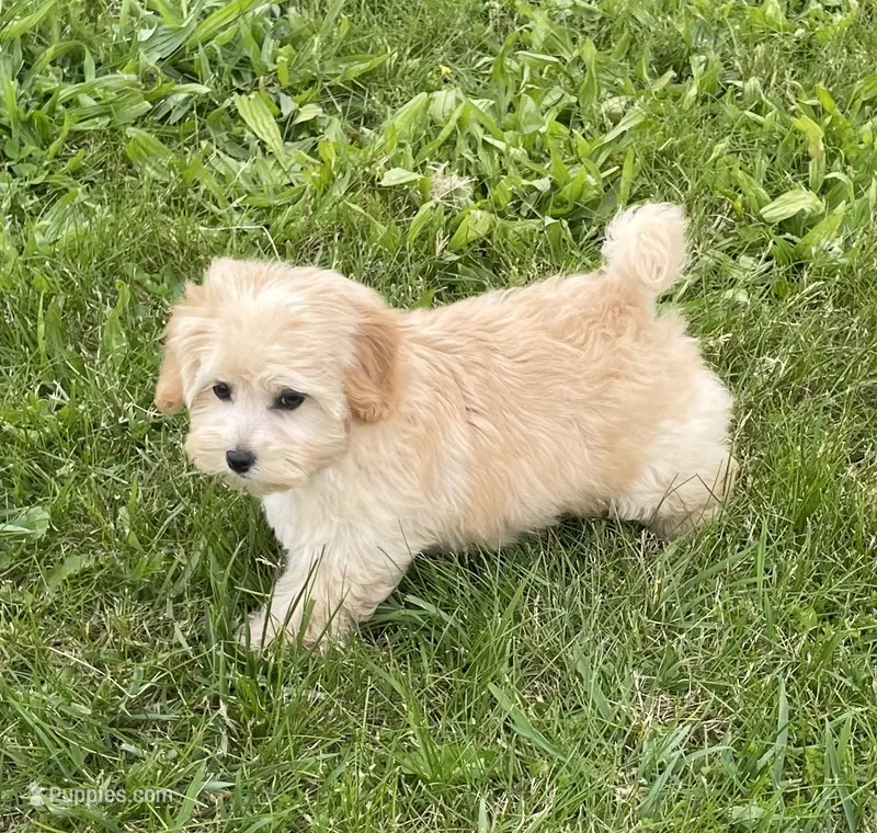 June – Bichon Frise, Cavapoo puppy for sale in Claypool, IN