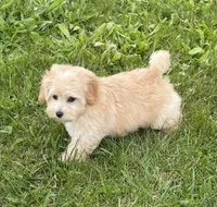 June, a female Bichon Frise and Cavapoo for sale in Claypool, IN – 1 of 7