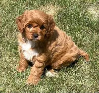 Marta , a female Cavapoo for sale in Claypool, IN – 8 of 8