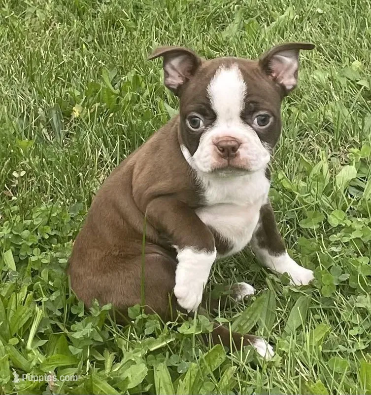 Maya – Boston Terrier puppy for sale in Claypool, IN