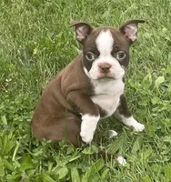 Maya, a female Boston Terrier for sale in Claypool, IN – 1 of 6