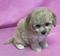 Mille, a female Cavapoo for sale in Claypool, IN – Photo 2 of 7