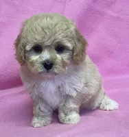 Mille, a female Cavapoo for sale in Claypool, IN – Photo 4 of 7