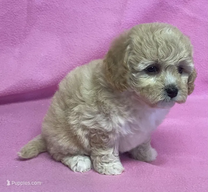 Mille – Cavapoo puppy for sale in Claypool, IN