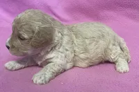 Mille, a female Cavapoo for sale in Claypool, IN – Photo 3 of 4