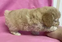 Mille, a female Cavapoo for sale in Claypool, IN – Photo 6 of 7