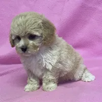 Mille, a female Cavapoo for sale in Claypool, IN – Photo 3 of 7