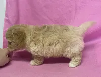 Mille, a female Cavapoo for sale in Claypool, IN – Photo 7 of 7