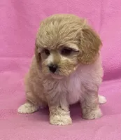 Mille, a female Cavapoo for sale in Claypool, IN – Photo 5 of 7