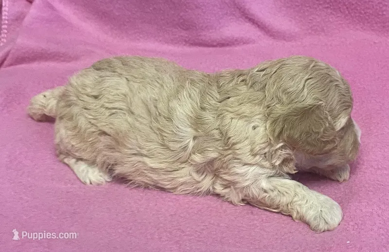 Mille – Cavapoo puppy for sale in Claypool, IN