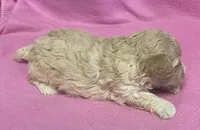 Mille, a female Cavapoo for sale in Claypool, IN – Photo 1 of 4
