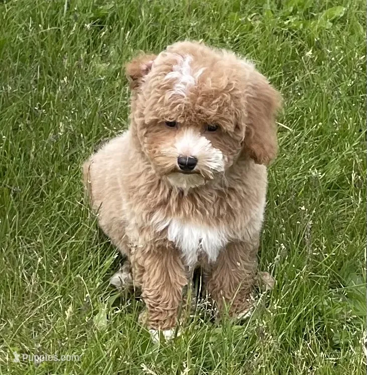 Pretty Boy – Bichon Frise, Cavapoo puppy for sale in Claypool, IN