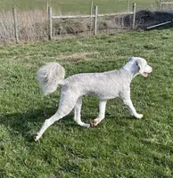 Blue, a male Sheepadoodle for sale in Claypool, IN – Photo 6 of 9
